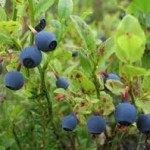 Билка Черна боровинка - Vaccinium myrtillus L