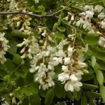 Бяла акация билка - Robinia Pseudoacacia L.