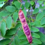 Бяла акация плод - Robinia Pseudoacacia L.