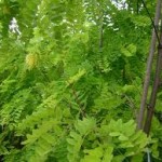 Бяла акация стебло - Robinia Pseudoacacia L.