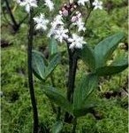 Водна детелина билка– Menyanthes trifoliata L.