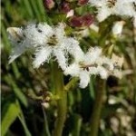 Водна детелина лечебно растение – Menyanthes trifoliata L.