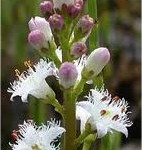 Водна детелина стрък – Menyanthes trifoliata L.