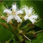 Водна детелина цвят – Menyanthes trifoliata L.