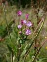 Върбинка билка - Verbena officinalis