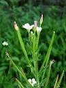 Random image: Върбинка стрък - Verbena officinalis