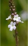 Random image: Върбинка цвят- Verbena officinalis