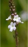 Върбинка цвят- Verbena officinalis