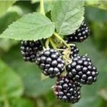 Къпина билка - Rubus fruticosus L.