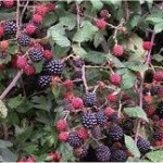 Random image: Къпина храст - Rubus fruticosus L.