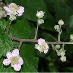 Къпина цвят- Rubus fruticosus L.