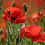 Полски мак стрък - Papaver rhoeas