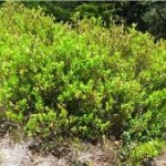 Природа Черна боровинка - Vaccinium myrtillus L