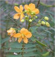 Сена билка - Cassia acutifolia Del.