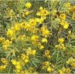 Сена лечебно растение - Cassia acutifolia Del.