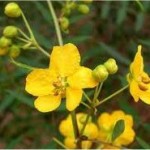 Сена цвят- Cassia acutifolia Del.