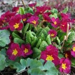 Random image: Цвят на Иглика - Primula