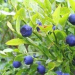 Random image: Черна боровинка плод - Vaccinium myrtillus L