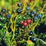 Черна боровинка храст - Vaccinium myrtillus L