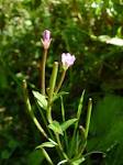 Random image: билка Върбинка - Verbena officinalis