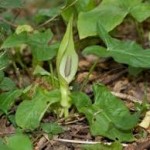 Random image: билка Змийски лапад - Arum maculatum L.