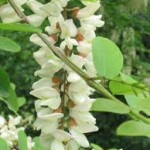 Random image: природа Бяла акация - Robinia Pseudoacacia L.