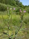 Random image: природа Върбинка - Verbena officinalis