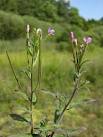 природа Върбинка - Verbena officinalis