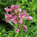 Билка Върбовка дребноцветна - Epilobium parviflorum