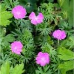 Билка Здравец кръвен - Geranium sanguineum L.