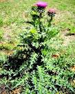 Random image: Бял трън лечебно растение - Silybum marianum