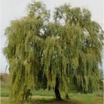Бяла върба - Salix alba