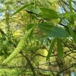 Бяла върба дар от природата - Salix alba