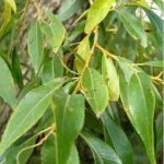 Random image: Бяла върба листа - Salix alba