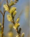 Бяла върба млада клонка - Salix alba