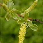 Бяла върба реси - Salix alba