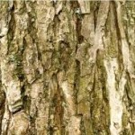 Бяла върба стебло - Salix alba