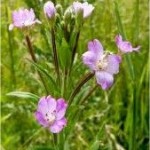 Върбовка дребноцветна в природата - Epilobium parviflorum