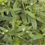 Върбовка дребноцветна листа - Epilobium parviflorum