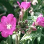 Върбовка дребноцветна цвят - Epilobium parviflorum