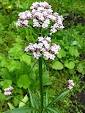 Дилянка стрък - Valeriana officinalis L.