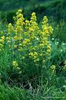 Еньовче лечебно растение - Galium verum