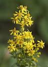 Random image: Жълт енчец цвят– Solidago virgaurea L.