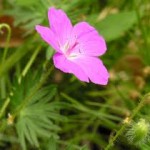 Здравец кръвен билка - Geranium sanguineum L.