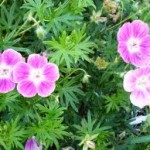 Здравец кръвен лечебно растение - Geranium sanguineum L.