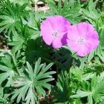 Random image: Здравец кръвен листа - Geranium sanguineum L.