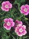 Random image: Здравец кръвен цвят- Geranium sanguineum L.