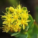 Златен корен билка - Rhodiola rosea L.