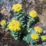 Random image: Златен корен цвят - Rhodiola rosea L.