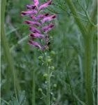 Лечебен росопас билка - Fumaria officinalis L.